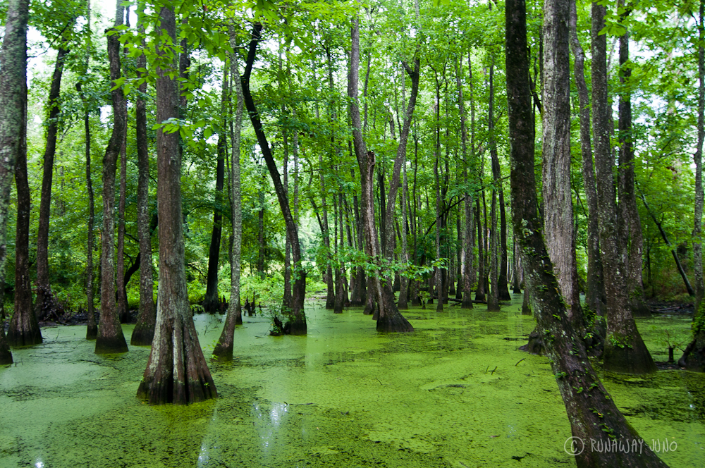 Swamp #6