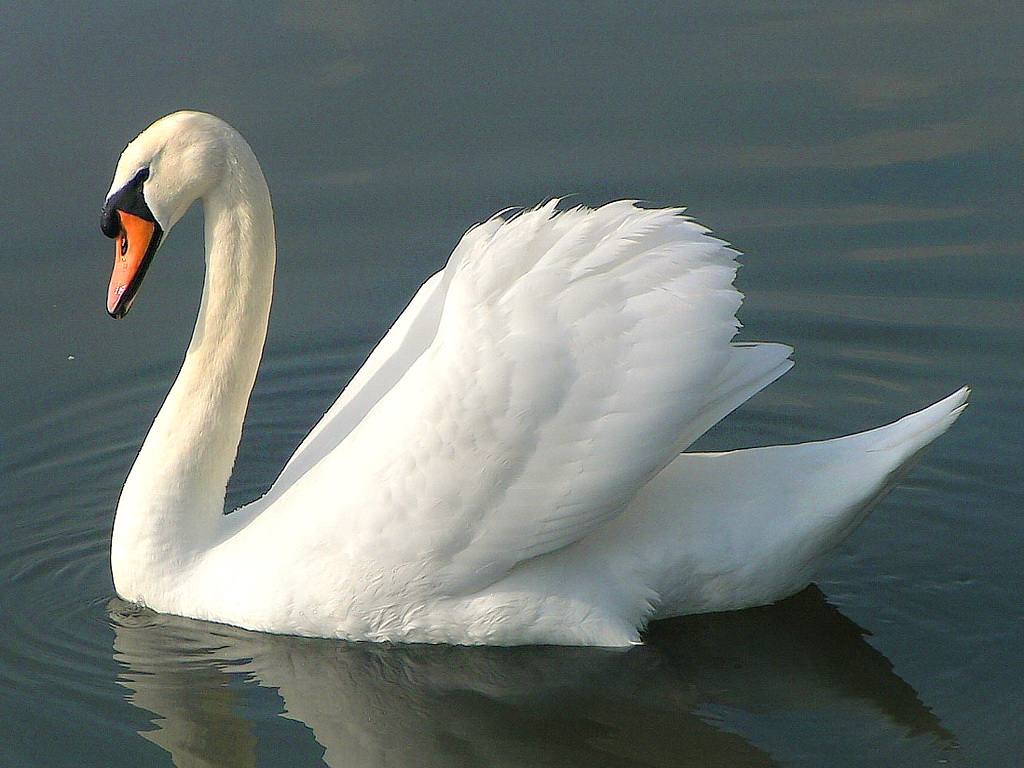 Swan #16