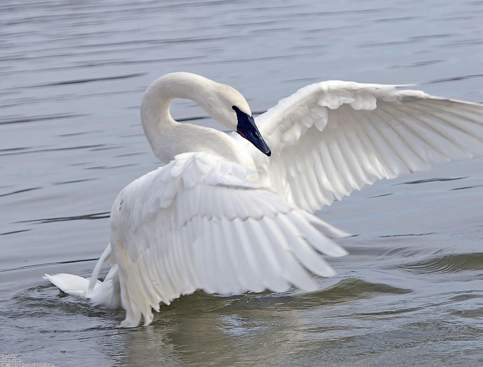 Amazing Swan Pictures & Backgrounds
