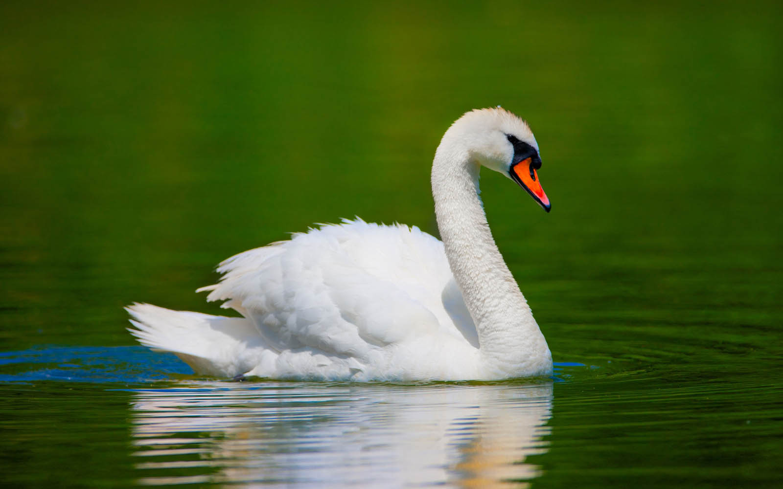 Swan #22