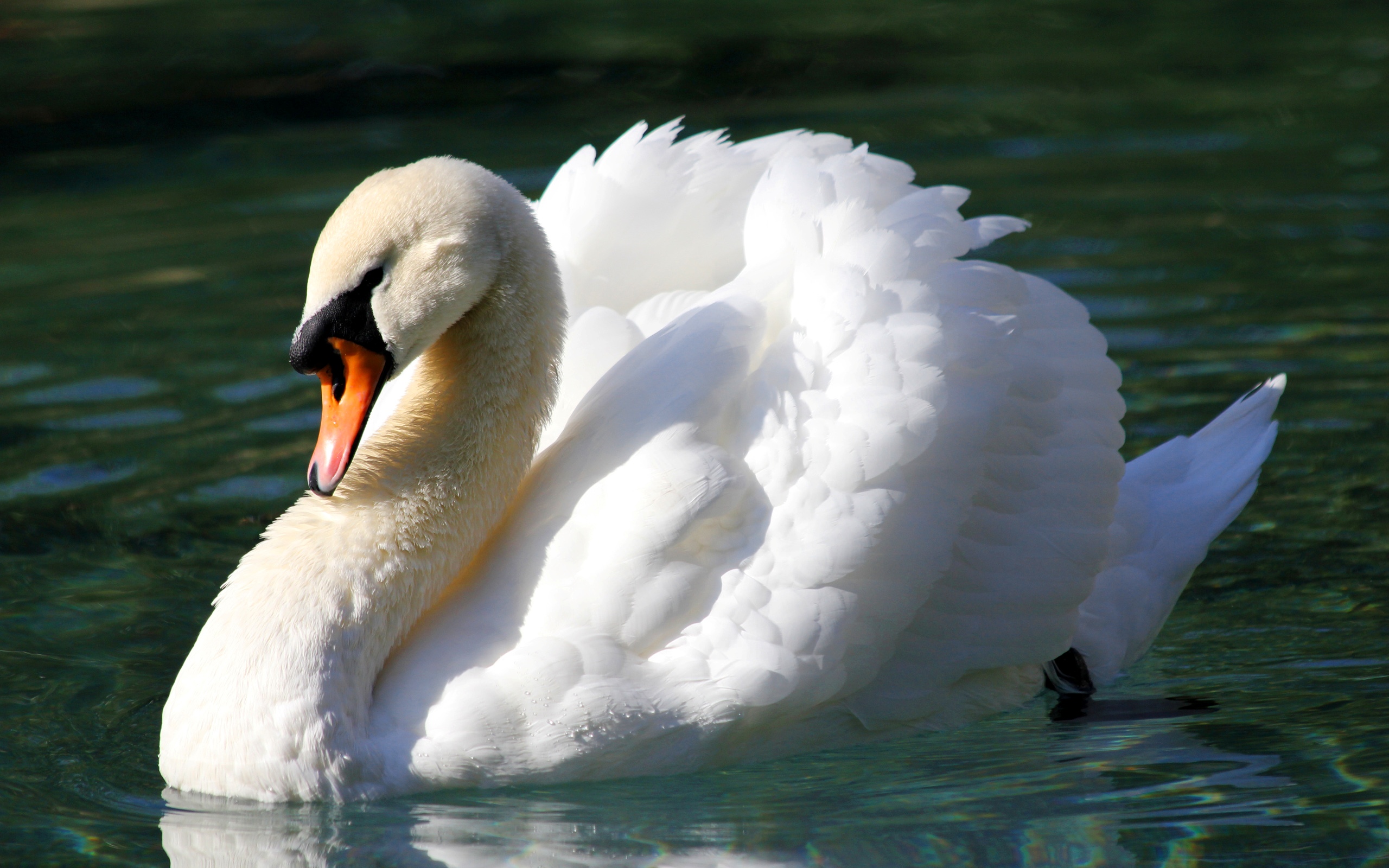 Swan Pics, Animal Collection