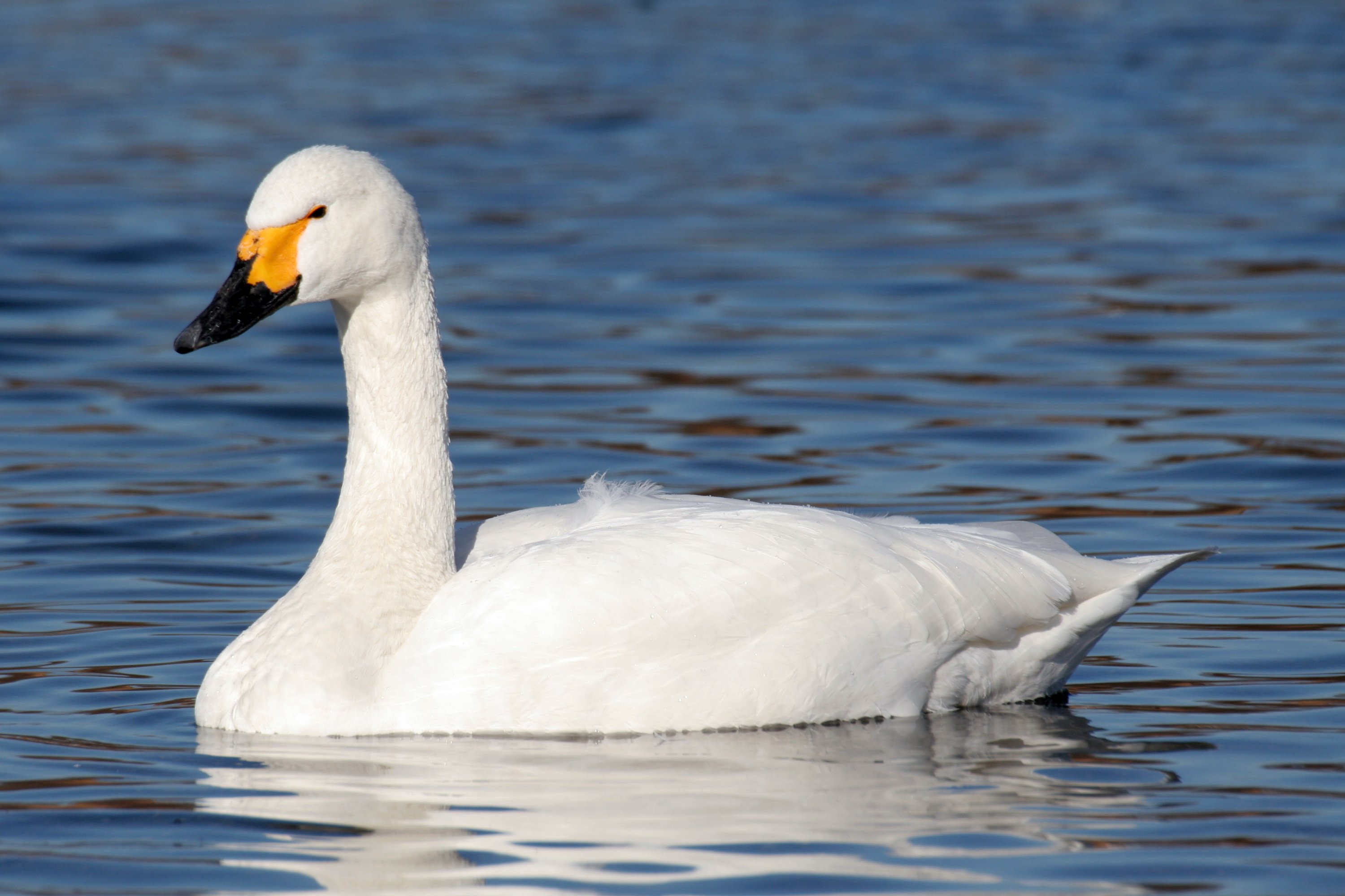 Images of Tundra Swan | 3000x2000