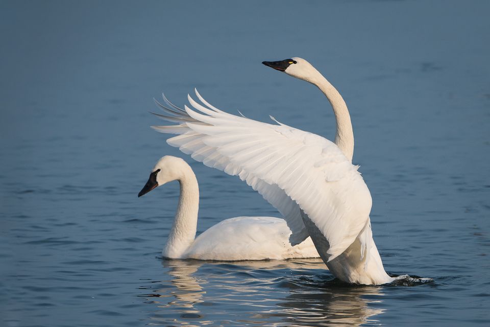 Tundra Swan Backgrounds, Compatible - PC, Mobile, Gadgets| 960x640 px