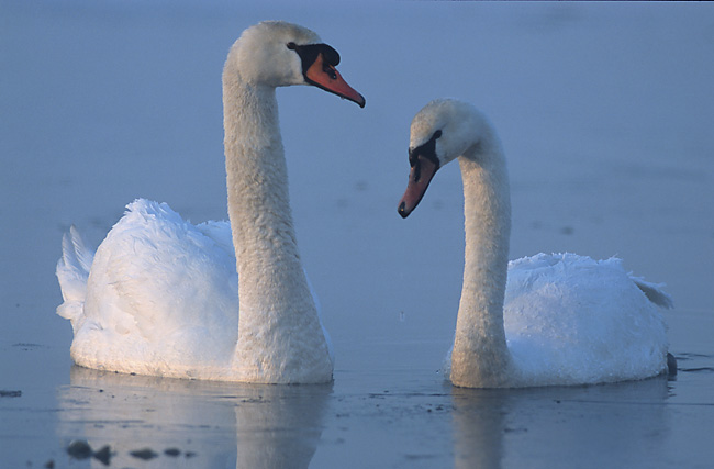 Swan #6