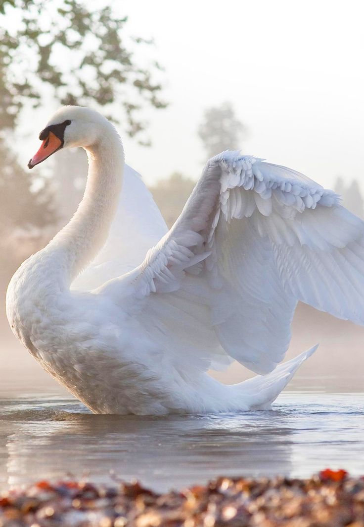 Swan #3
