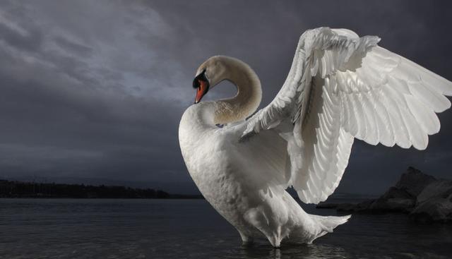 Nice wallpapers Swan 640x367px