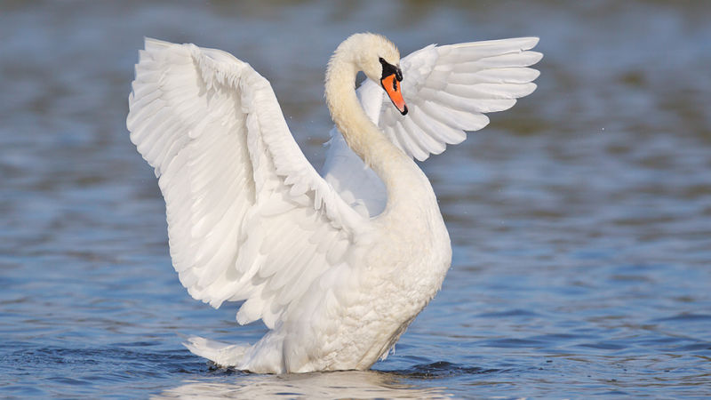 HD Quality Wallpaper | Collection: Music, 800x450 Swans