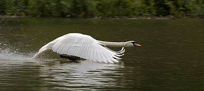 Swan Backgrounds, Compatible - PC, Mobile, Gadgets| 400x179 px