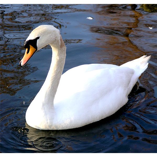 Swan #8