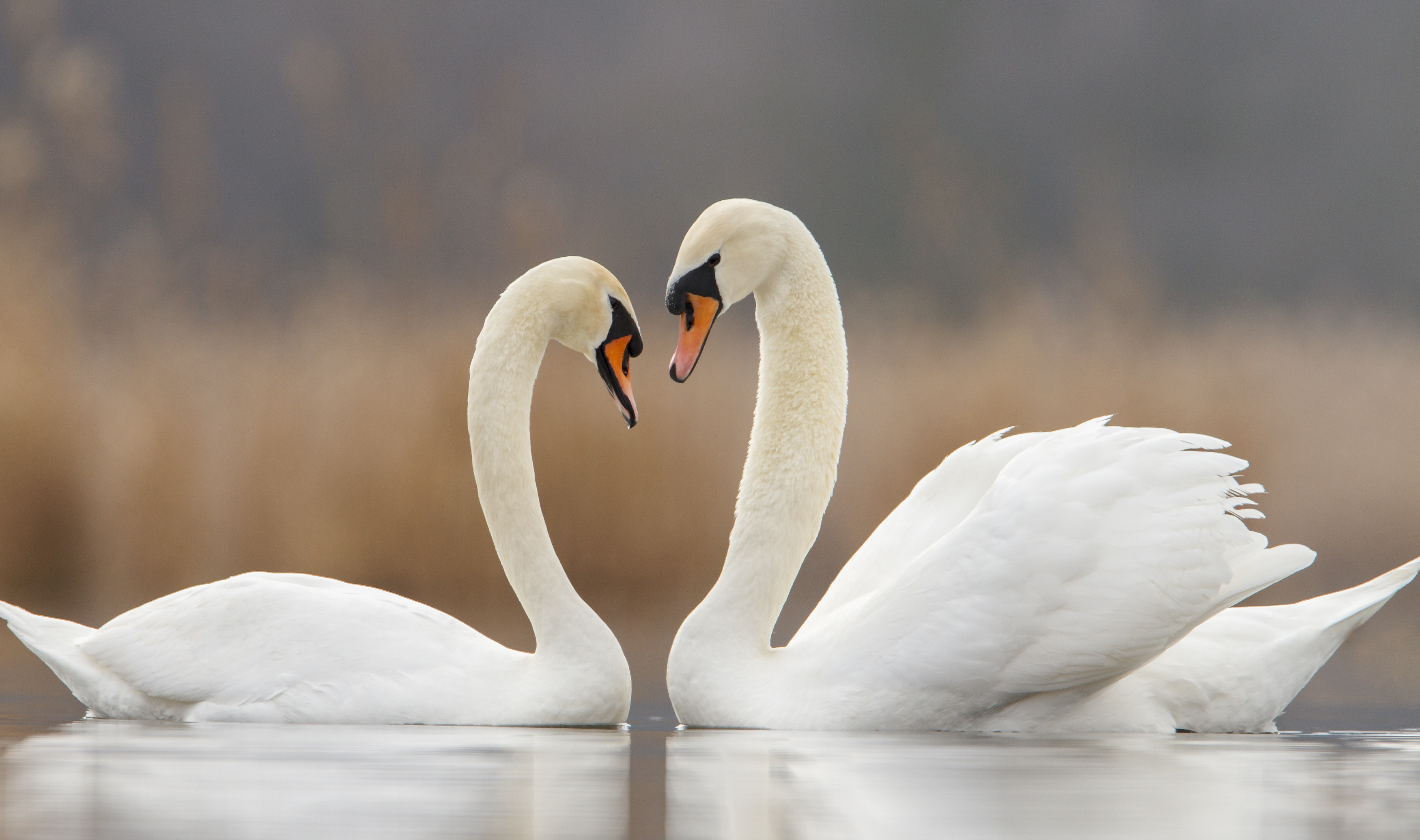 Swans #8