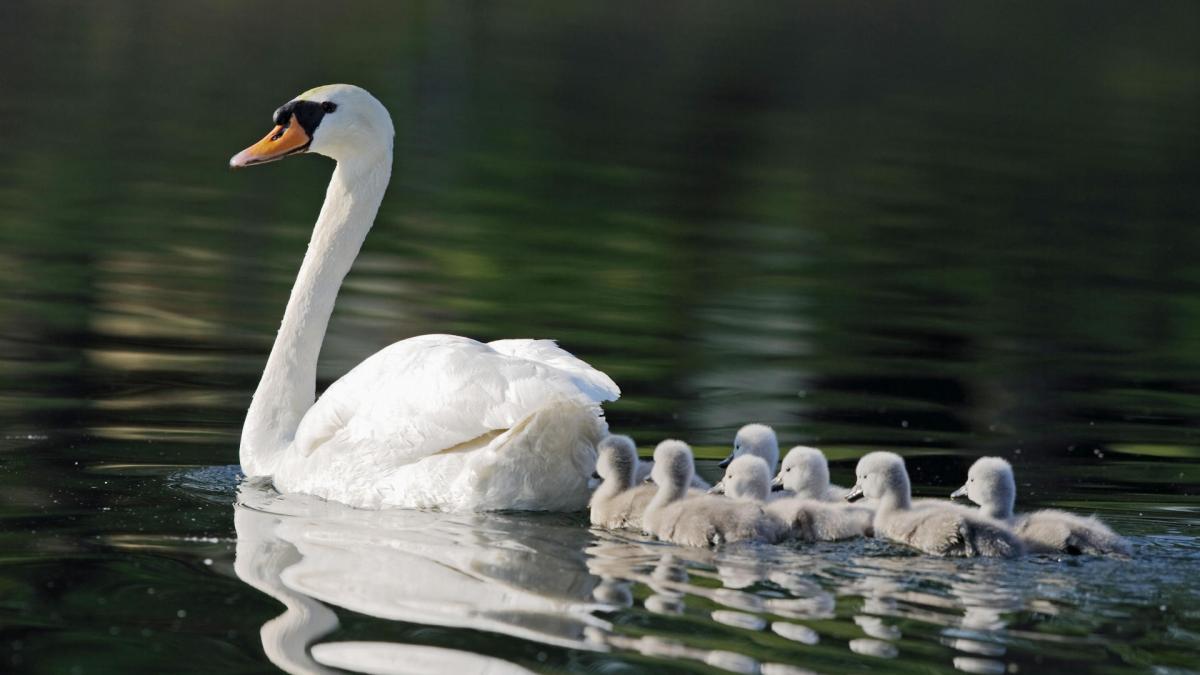 Images of Swans | 1200x675