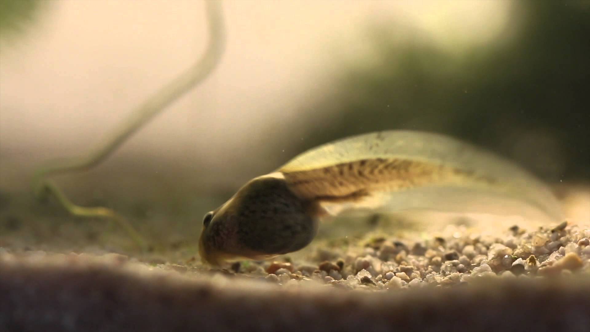 Tadpole High Quality Background on Wallpapers Vista