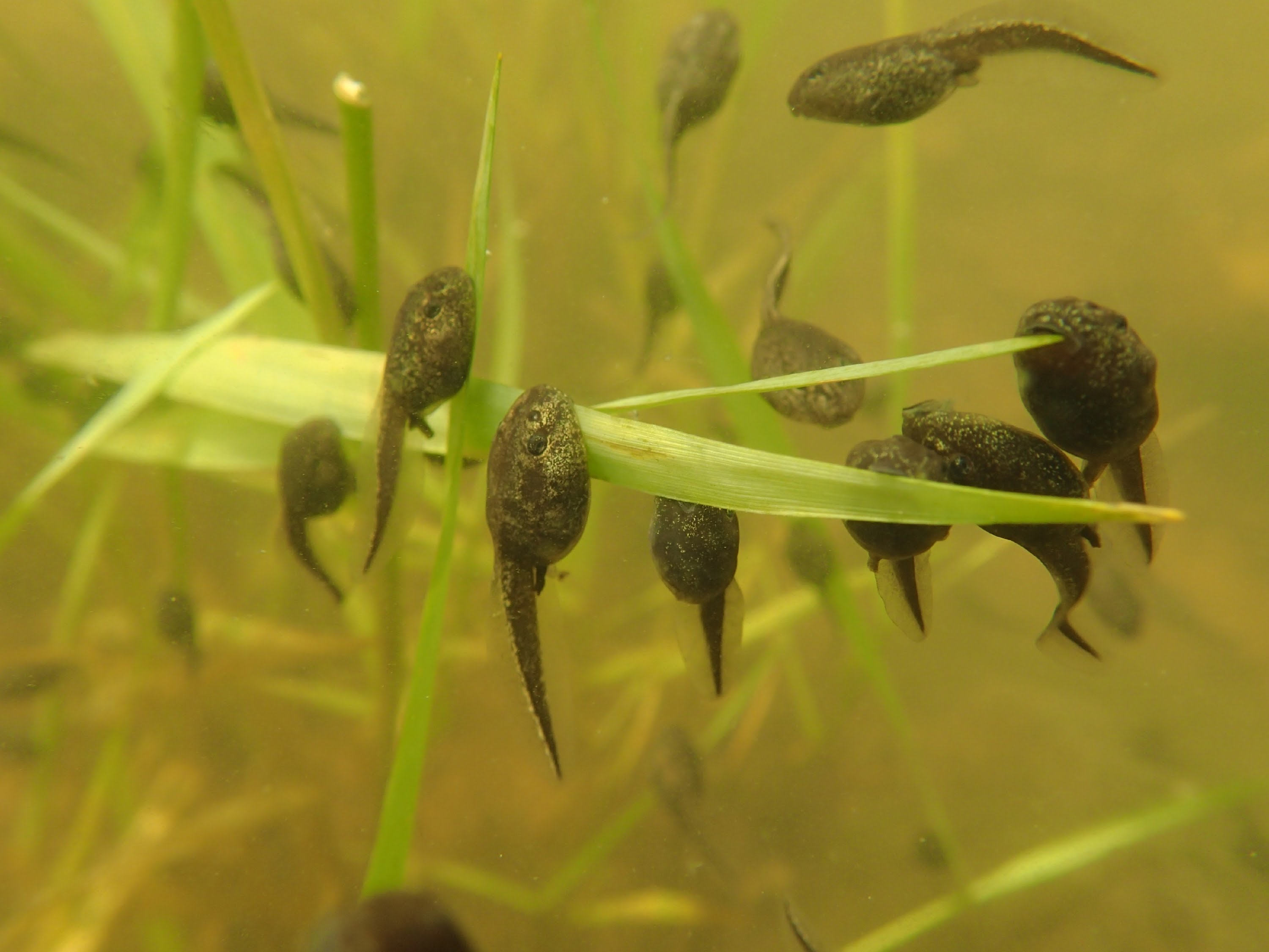 Images of Tadpole | 3000x2250