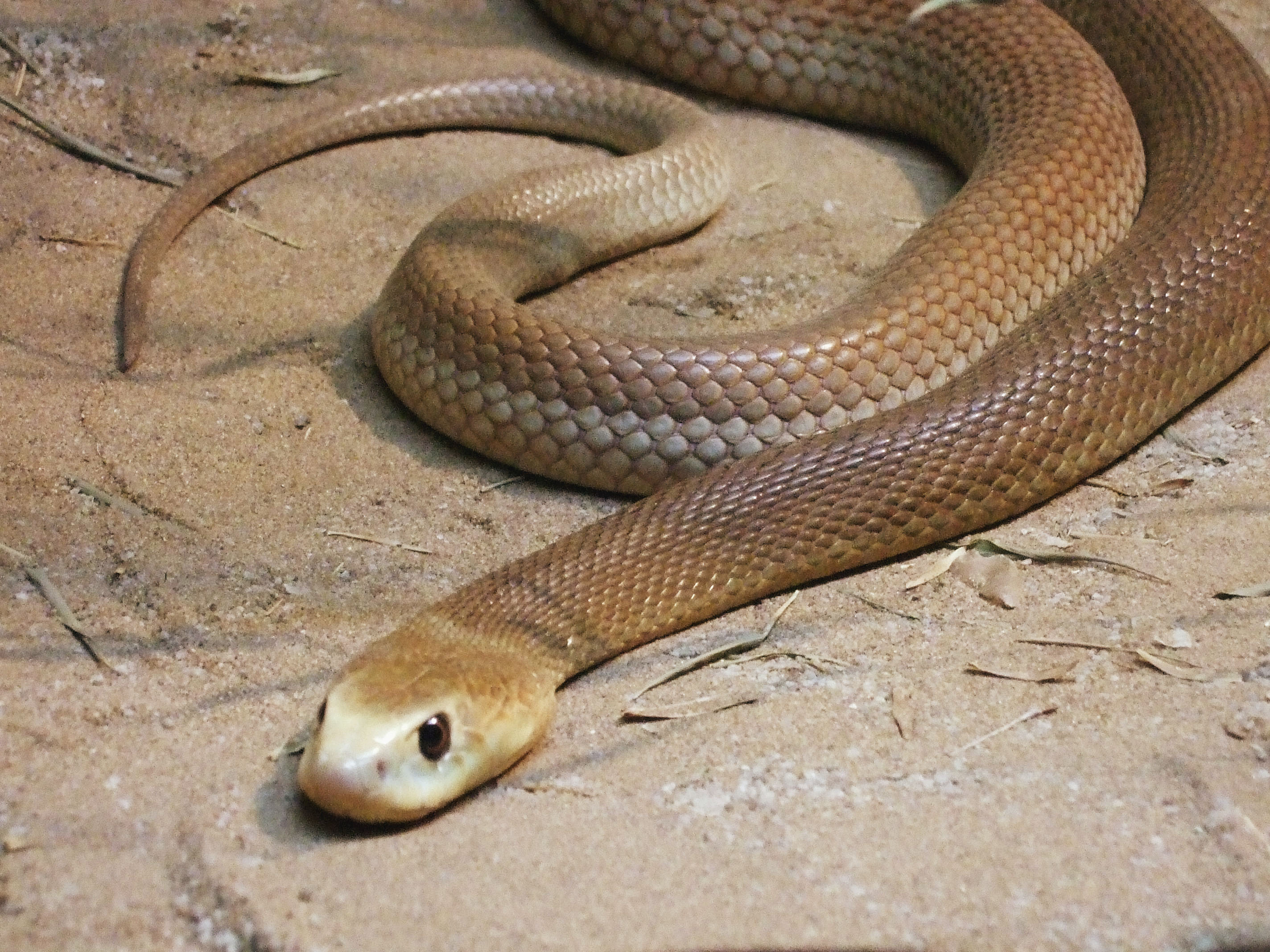 Amazing Taipan Pictures & Backgrounds