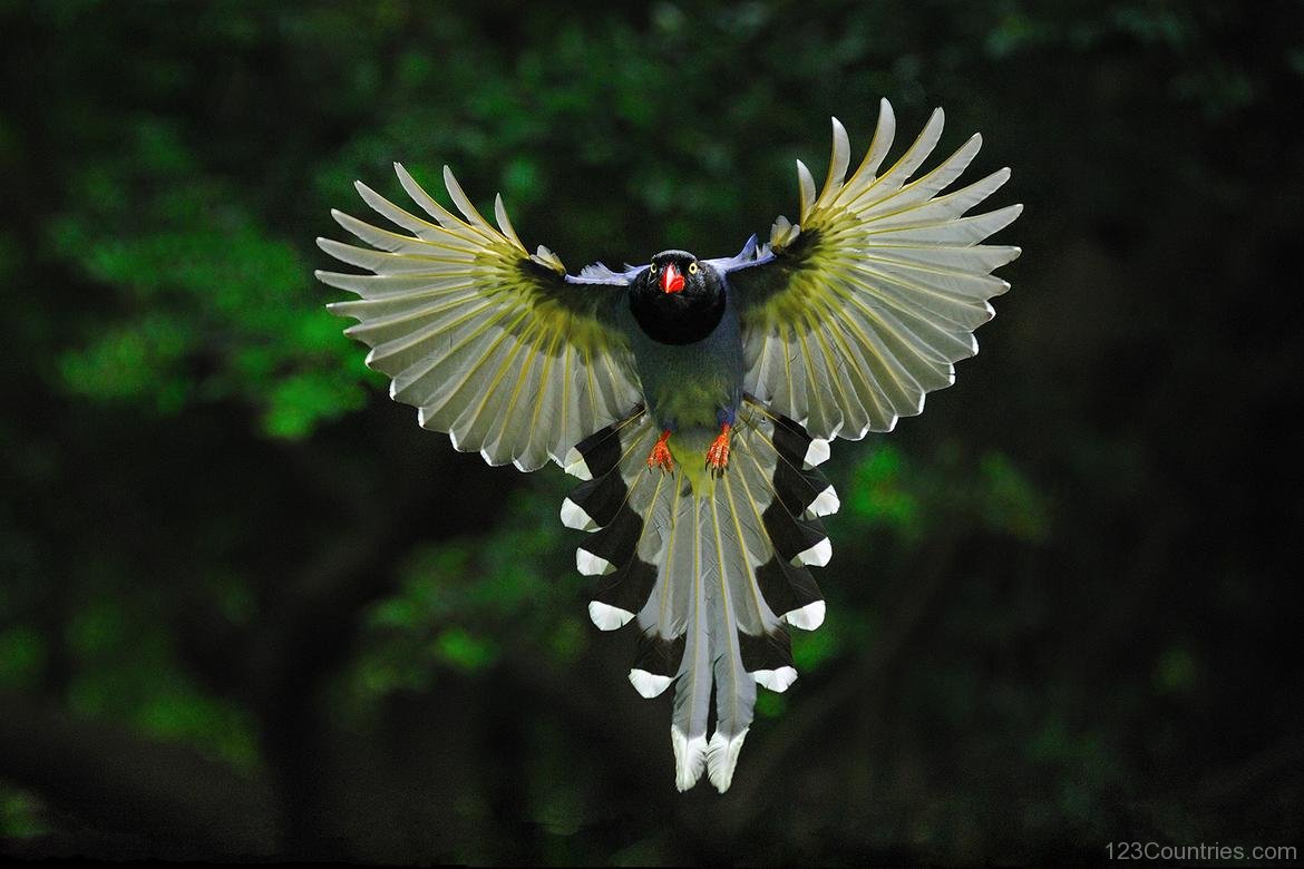 HD Quality Wallpaper | Collection: Animal, 1170x780 Taiwan Blue Magpie