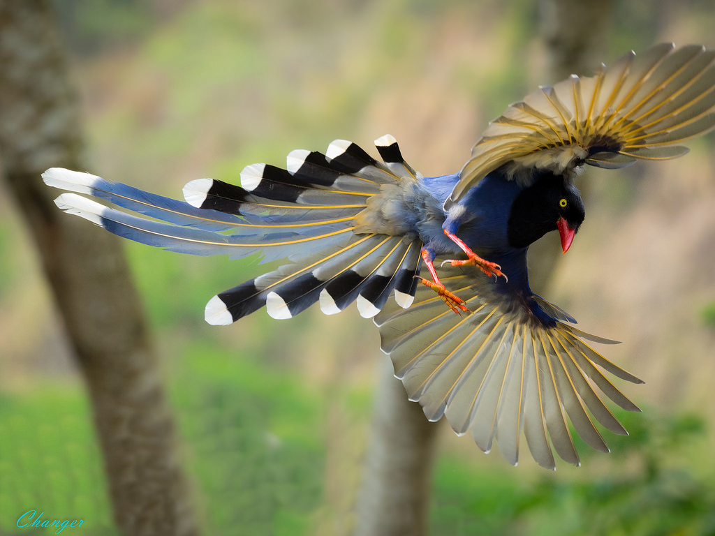 Nice wallpapers Taiwan Blue Magpie 1024x768px
