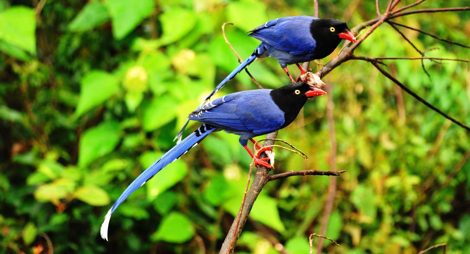 Nice Images Collection: Taiwan Blue Magpie Desktop Wallpapers