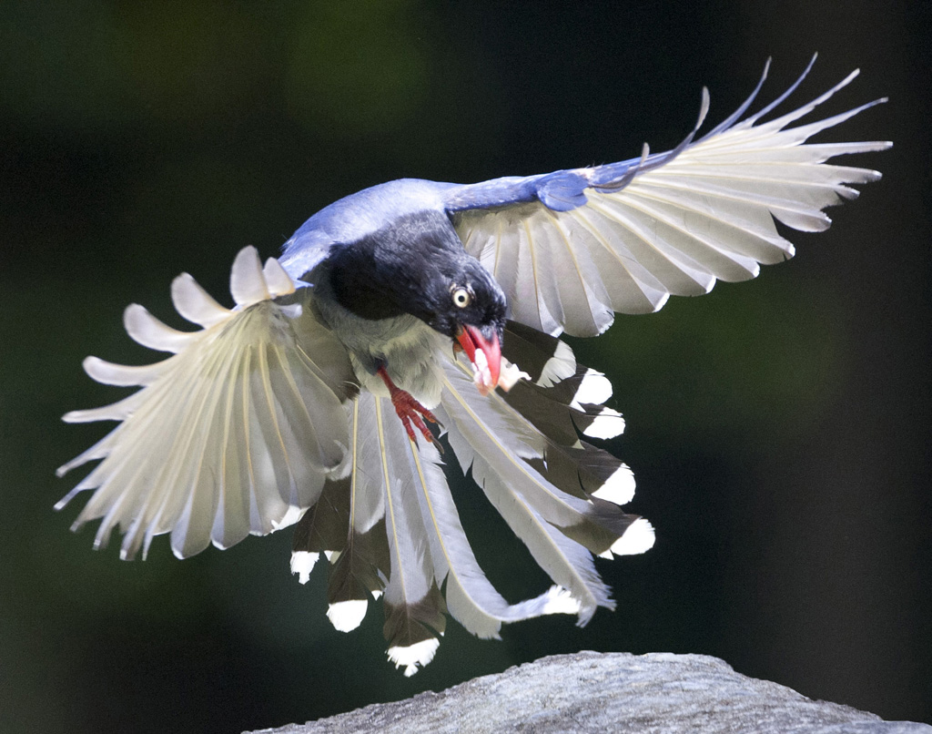 Nice Images Collection: Taiwan Blue Magpie Desktop Wallpapers