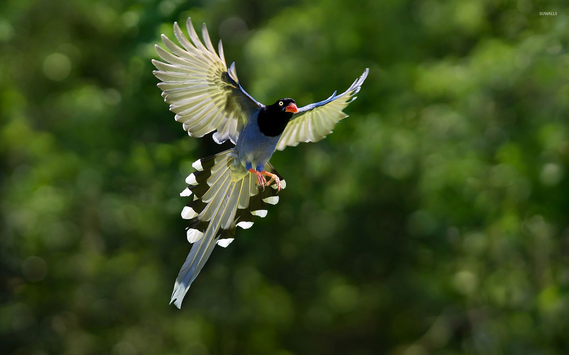 Taiwan Blue Magpie Backgrounds on Wallpapers Vista