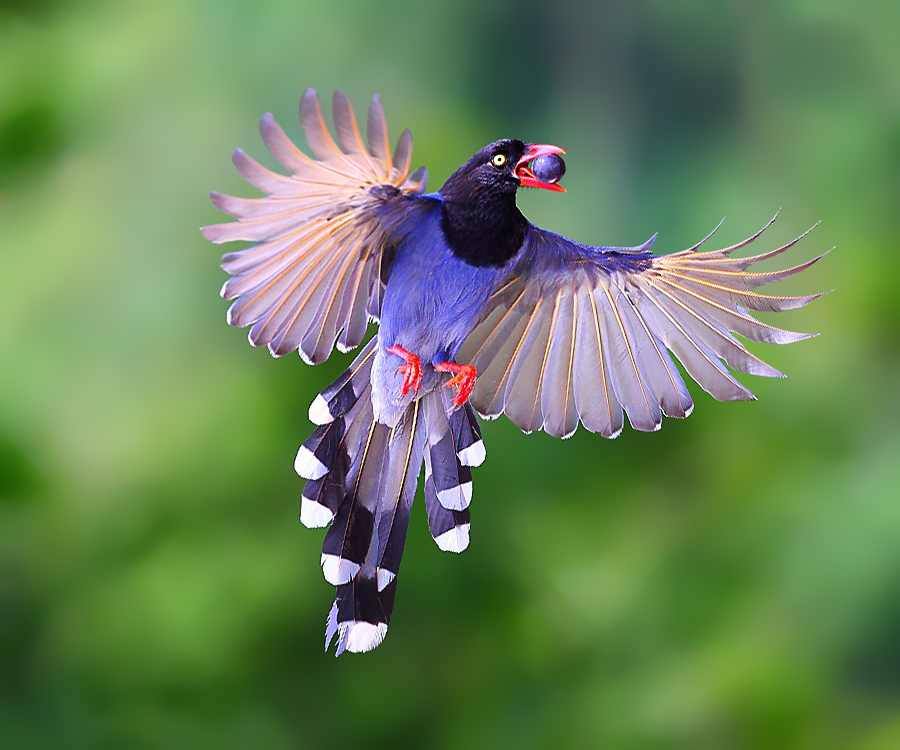 HD Quality Wallpaper | Collection: Animal, 900x750 Taiwan Blue Magpie