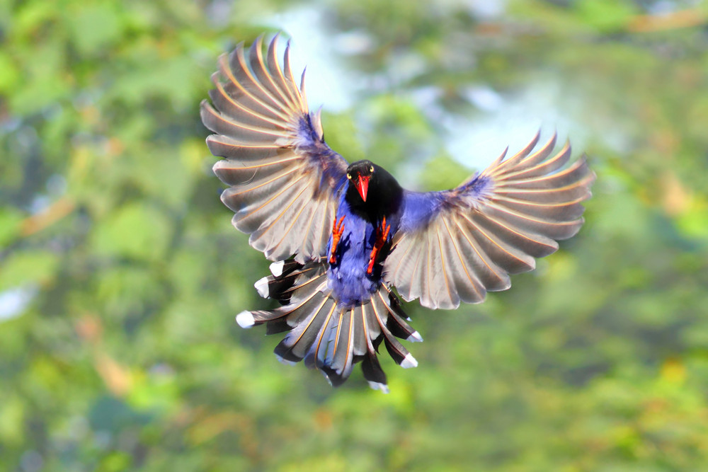 Amazing Taiwan Blue Magpie Pictures & Backgrounds