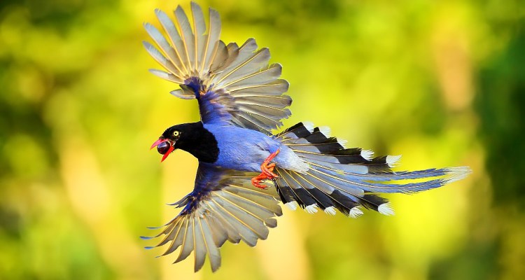 HQ Taiwan Blue Magpie Wallpapers | File 65.15Kb