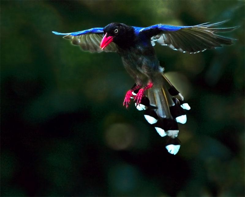 Nice wallpapers Taiwan Blue Magpie 800x642px