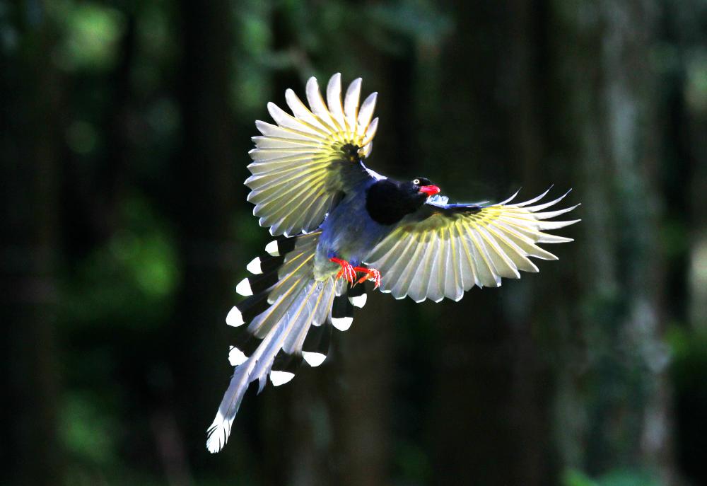HQ Taiwan Blue Magpie Wallpapers | File 57.79Kb