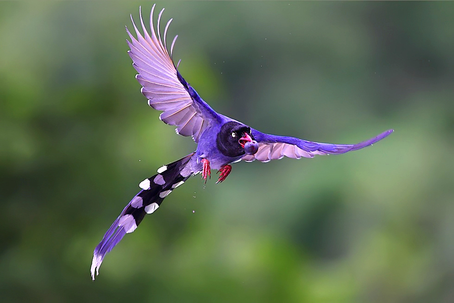 Images of Taiwan Blue Magpie | 900x600