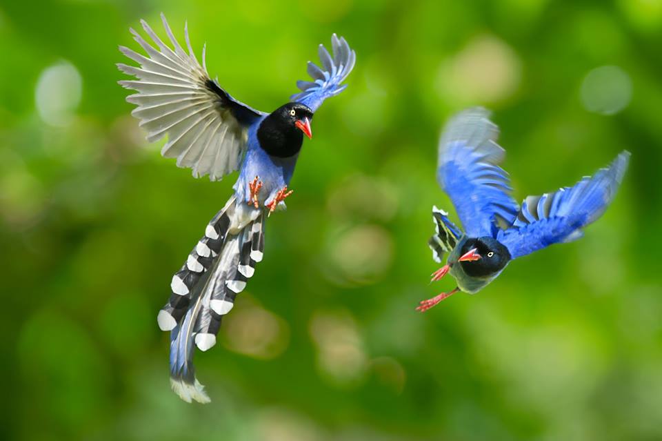 HQ Taiwan Blue Magpie Wallpapers | File 46.19Kb