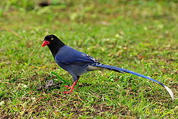 Taiwan Blue Magpie Pics, Animal Collection