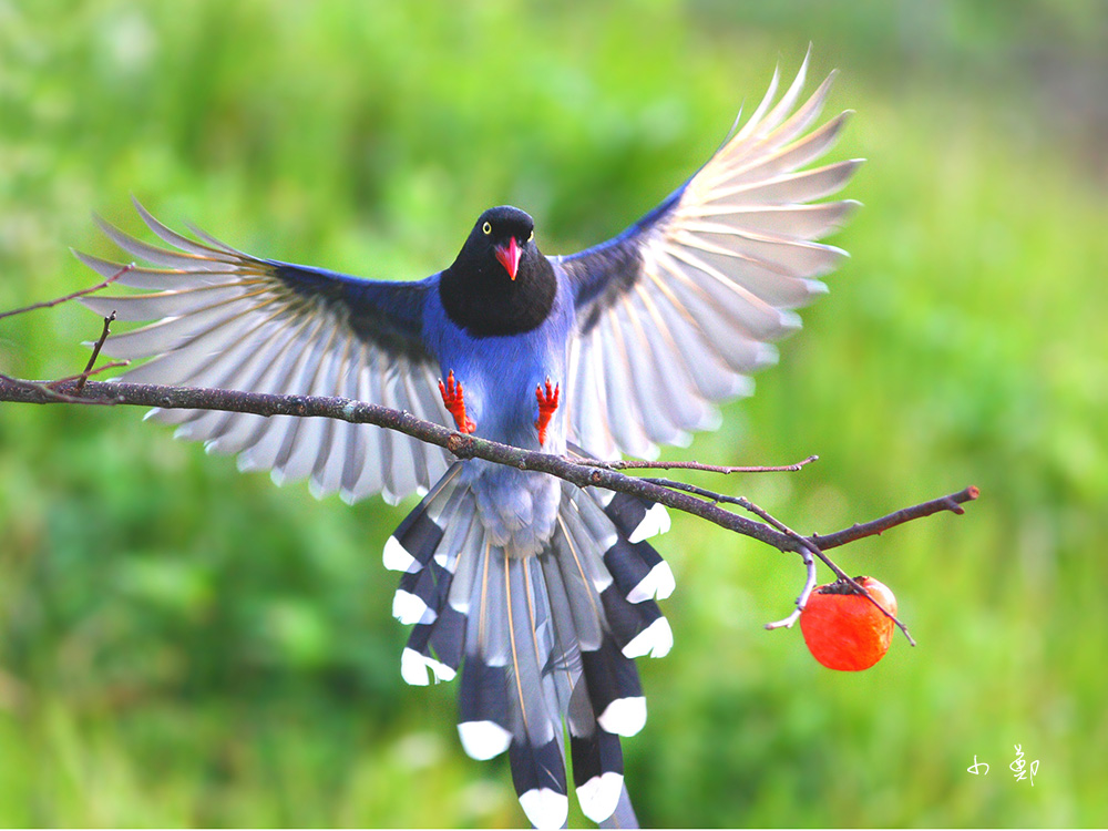 HD Quality Wallpaper | Collection: Animal, 1000x750 Taiwan Blue Magpie