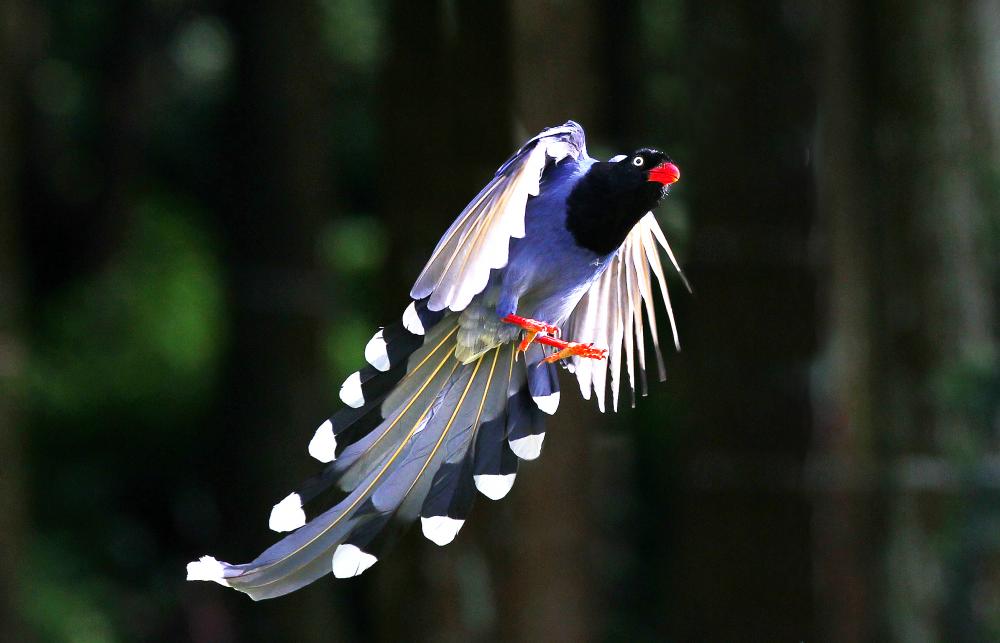 Taiwan Blue Magpie Backgrounds on Wallpapers Vista