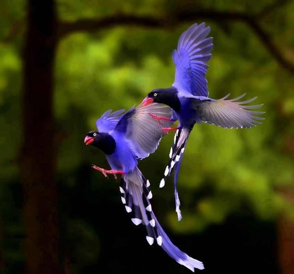 Nice wallpapers Taiwan Blue Magpie 960x895px