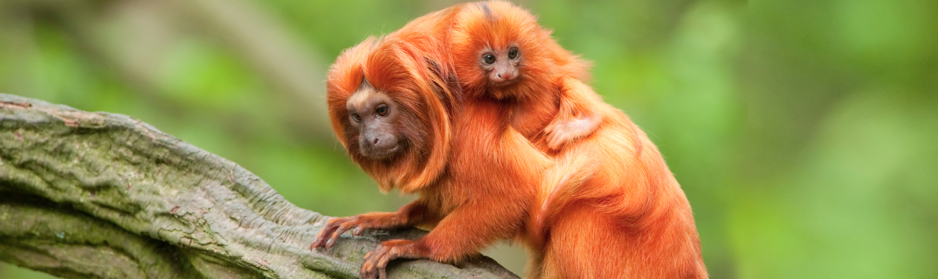 Tamarin Backgrounds, Compatible - PC, Mobile, Gadgets| 3680x1095 px