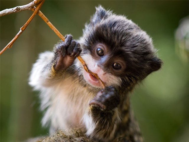 Tamarin Backgrounds, Compatible - PC, Mobile, Gadgets| 640x480 px