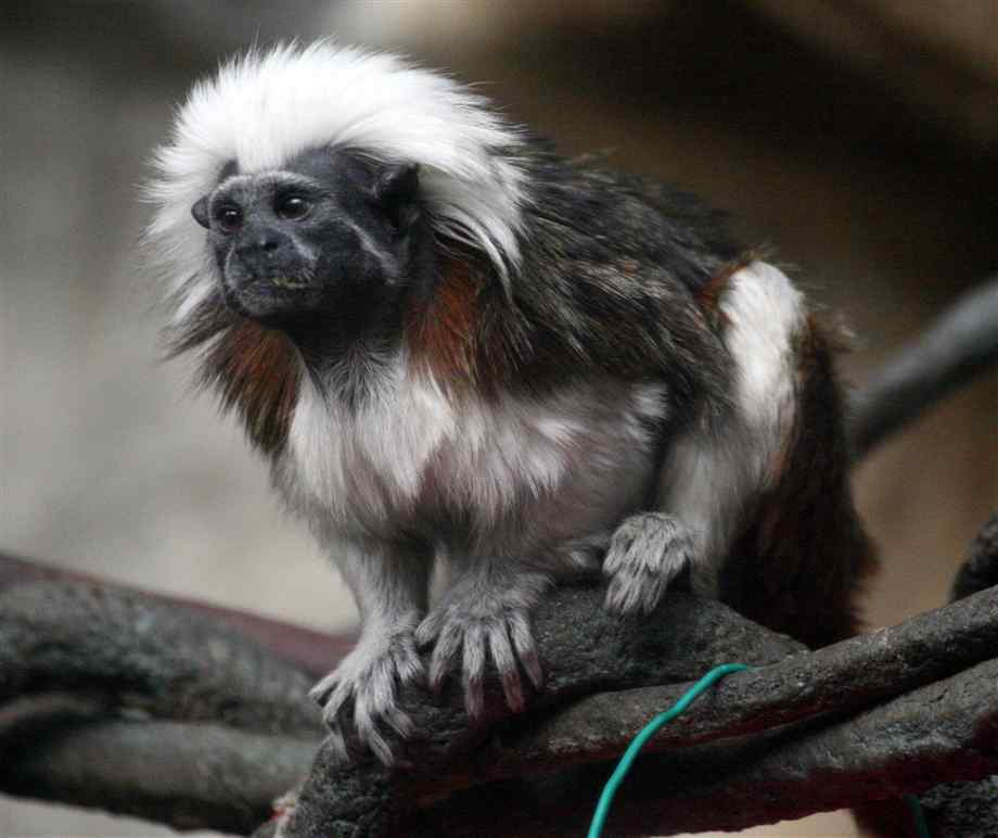 Tamarin High Quality Background on Wallpapers Vista