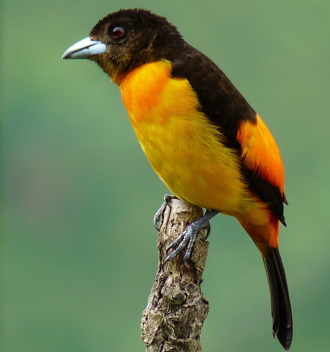 Tanager Backgrounds on Wallpapers Vista