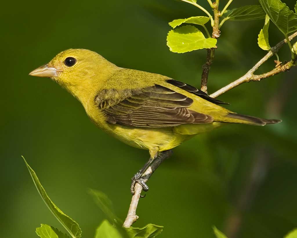 Tanager High Quality Background on Wallpapers Vista