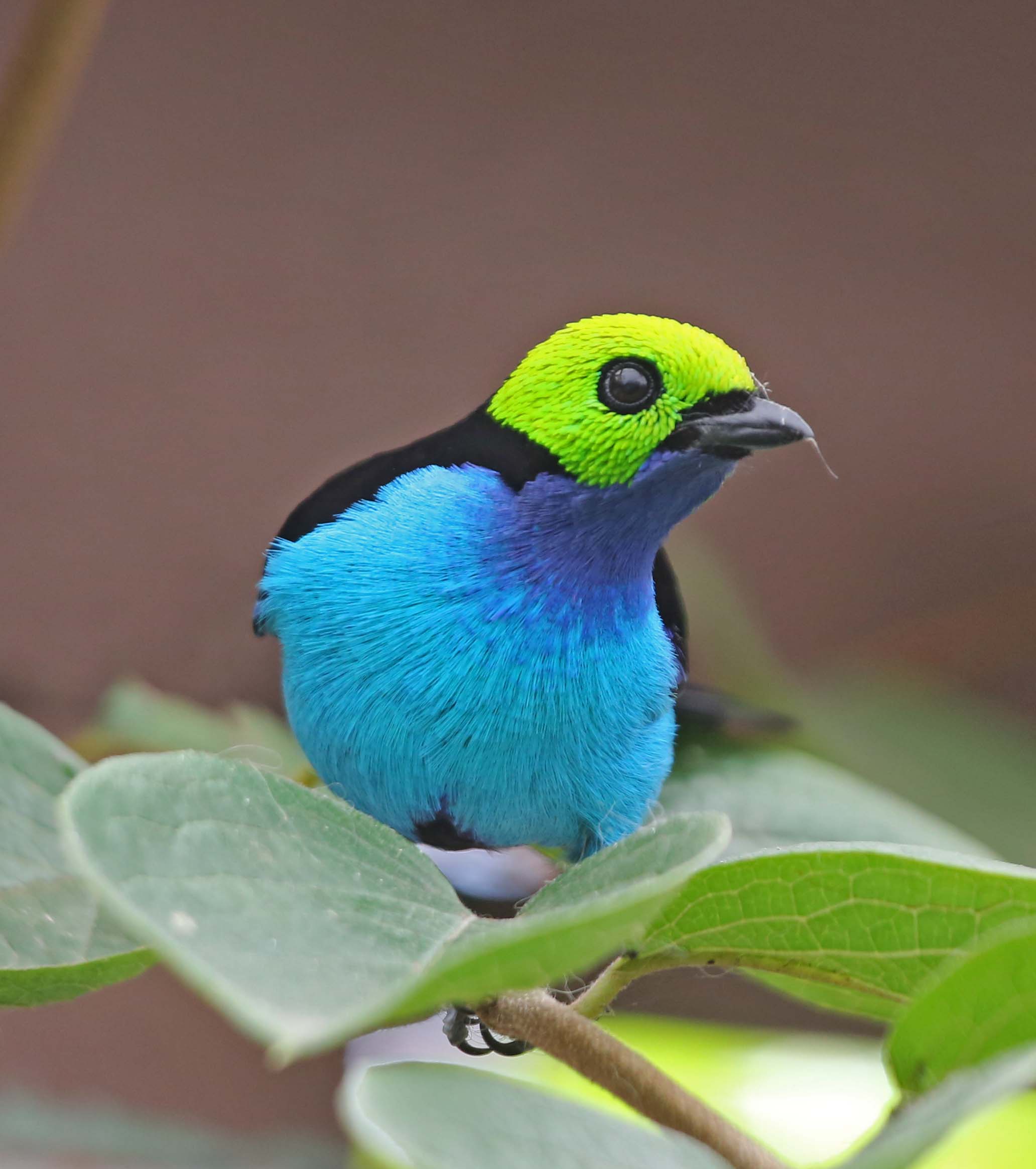 Tanager Backgrounds, Compatible - PC, Mobile, Gadgets| 2064x2328 px