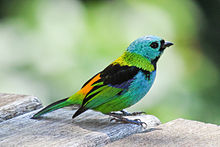 HD Quality Wallpaper | Collection: Animal, 220x147 Tanager