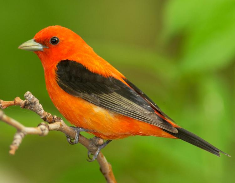 Tanager Backgrounds, Compatible - PC, Mobile, Gadgets| 750x583 px