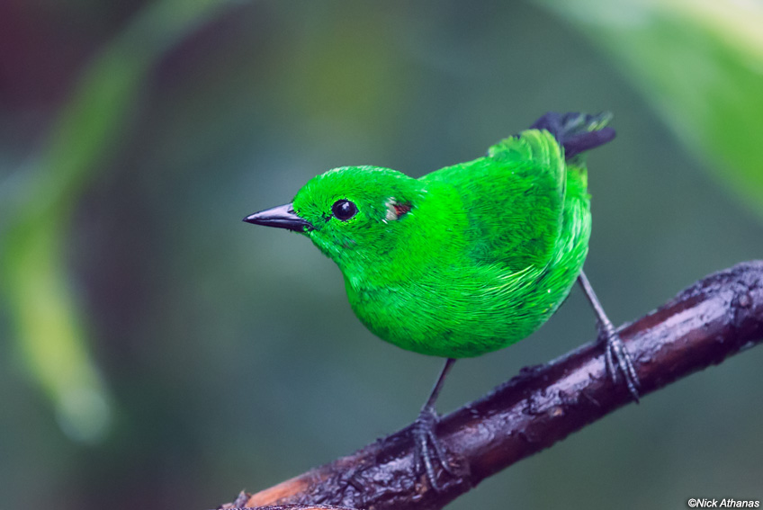 HD Quality Wallpaper | Collection: Animal, 848x567 Tanager
