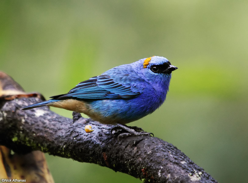High Resolution Wallpaper | Tanager 813x600 px