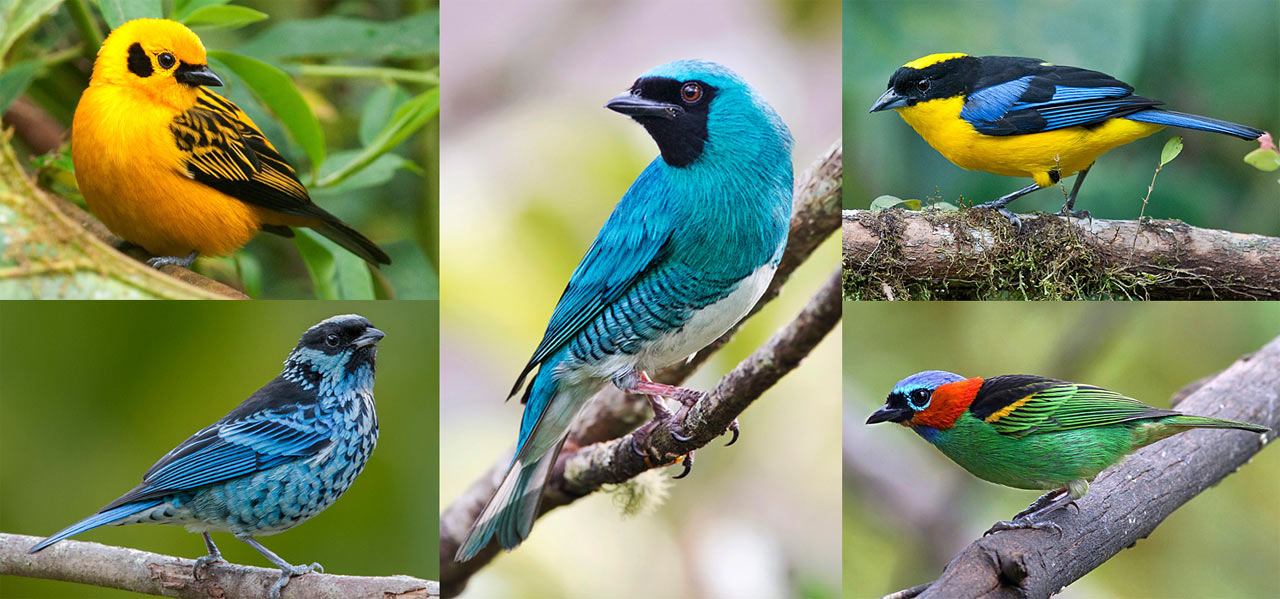 1280x599 > Tanager Wallpapers