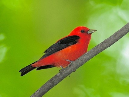 Tanager Backgrounds on Wallpapers Vista