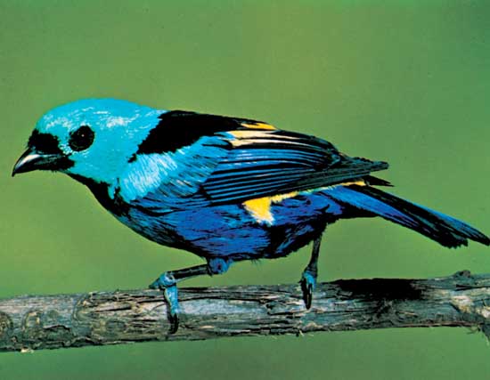 Nice wallpapers Tanager 550x427px