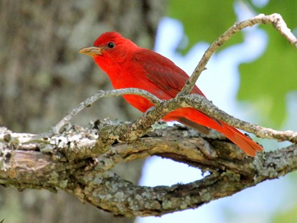 Nice wallpapers Tanager 425x320px