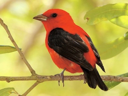 Tanager Backgrounds, Compatible - PC, Mobile, Gadgets| 425x320 px