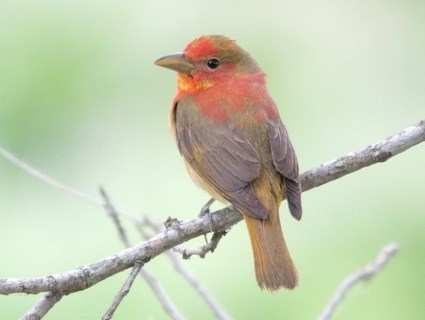 Nice Images Collection: Tanager Desktop Wallpapers